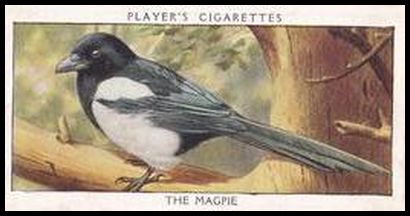 32PWB 22 The Magpie.jpg